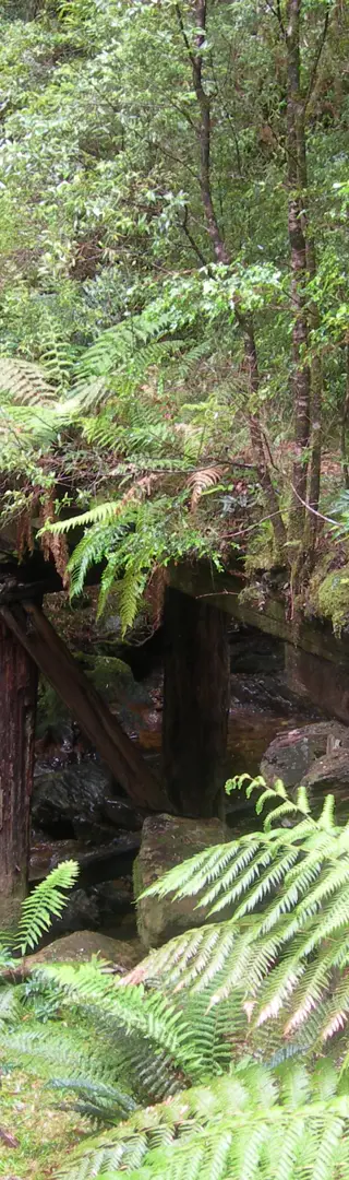 Überwachsene Brücke